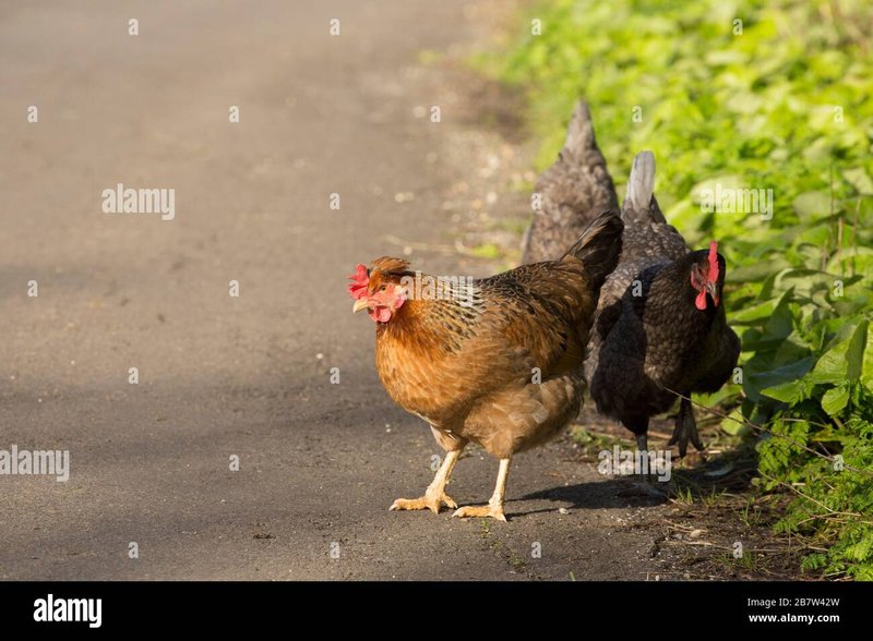 Spain - chicken road online