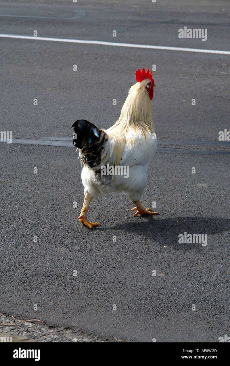 Welkom bij de legendarische Chicken Road, het populaire gokspel in Nederland