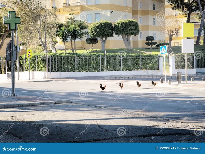 Descubre el emocionante juego de la carretera del pollo en España